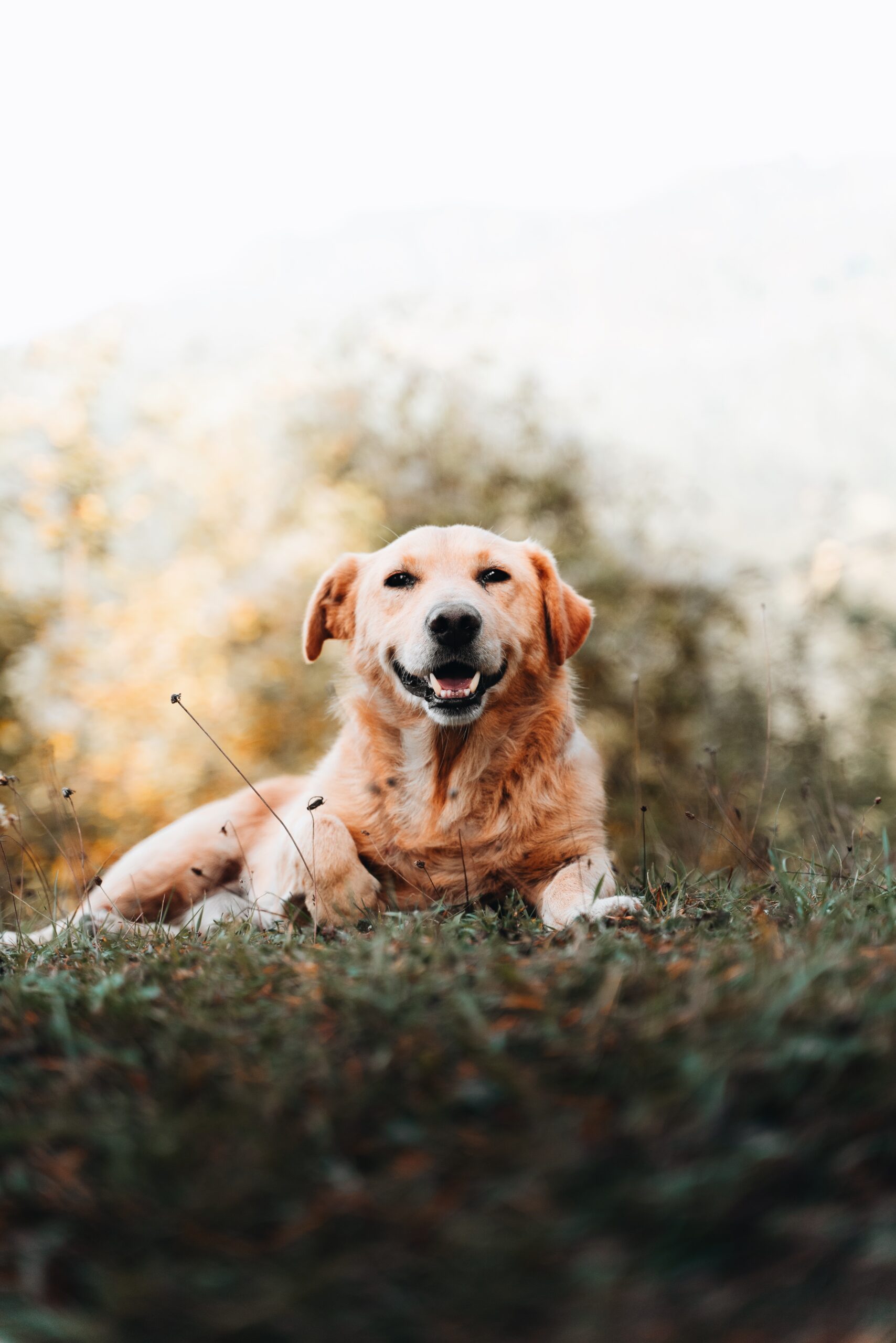 Djordje Vukojicic Photography captures the essence of companionship - a heartwarming image of a dog lying peacefully in the lush green grass.