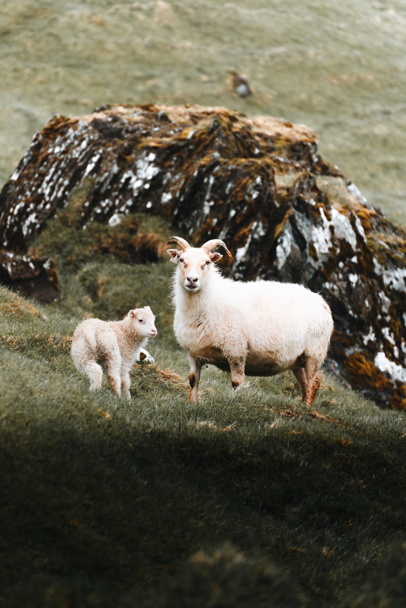 Djordje Vukojicic Photography embraces the pastoral beauty of nature - a heartwarming image featuring a sheep and its lamb on a picturesque hill.